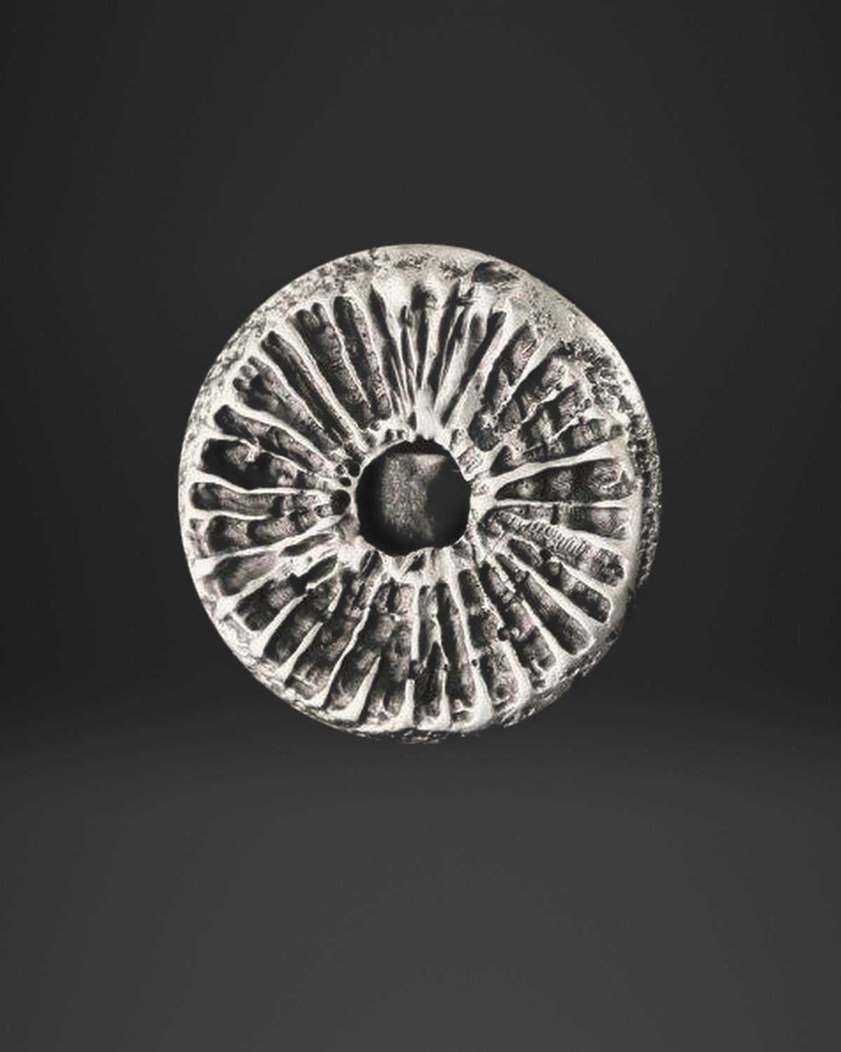 Sea Urchin Radial Ring
